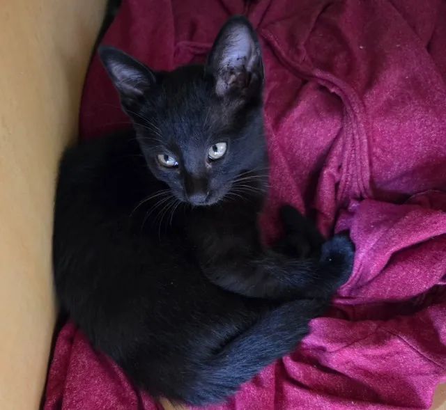 Doa-se gatinha linda, dócil e desmamada - Foto 3