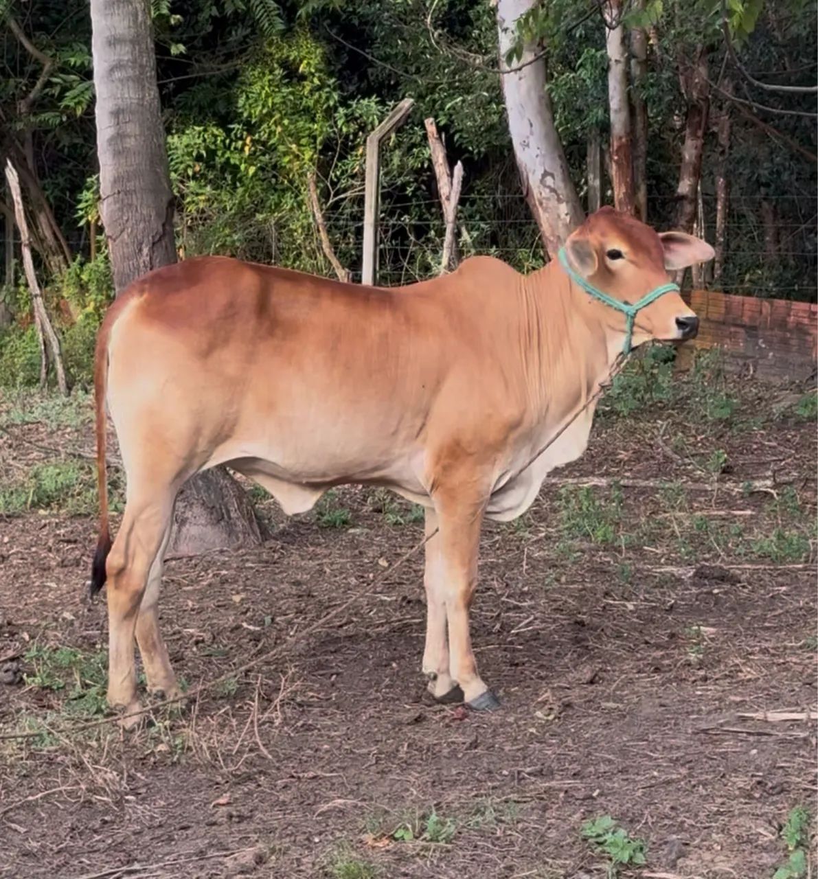 Garrota Sindinel - Foto 2