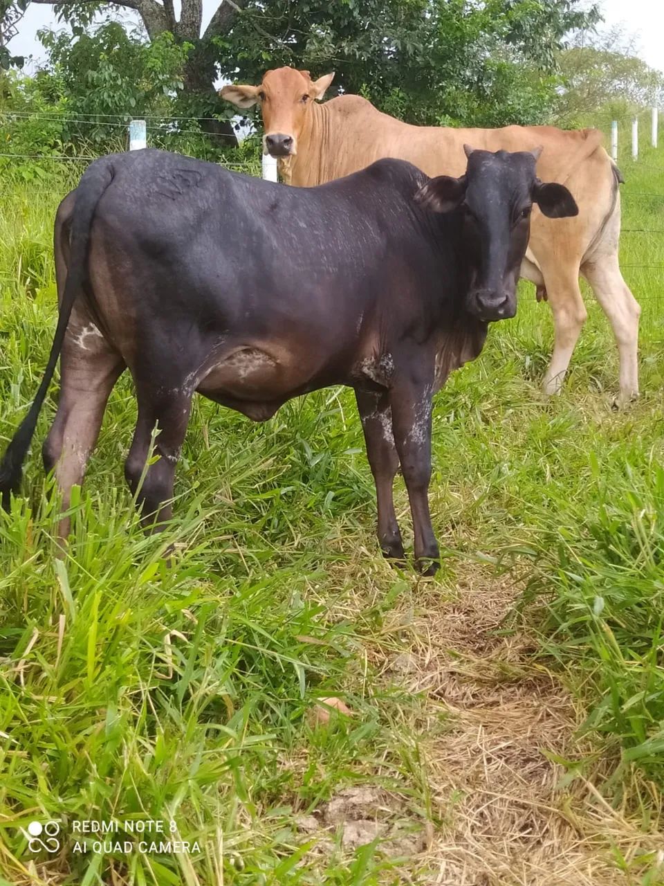 Vende Novilha 