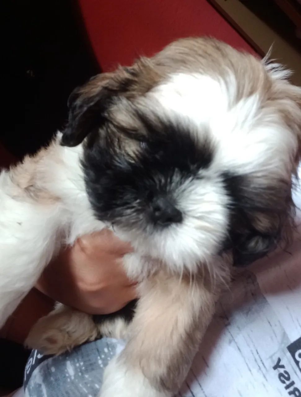 Cachorro  - Foto 2