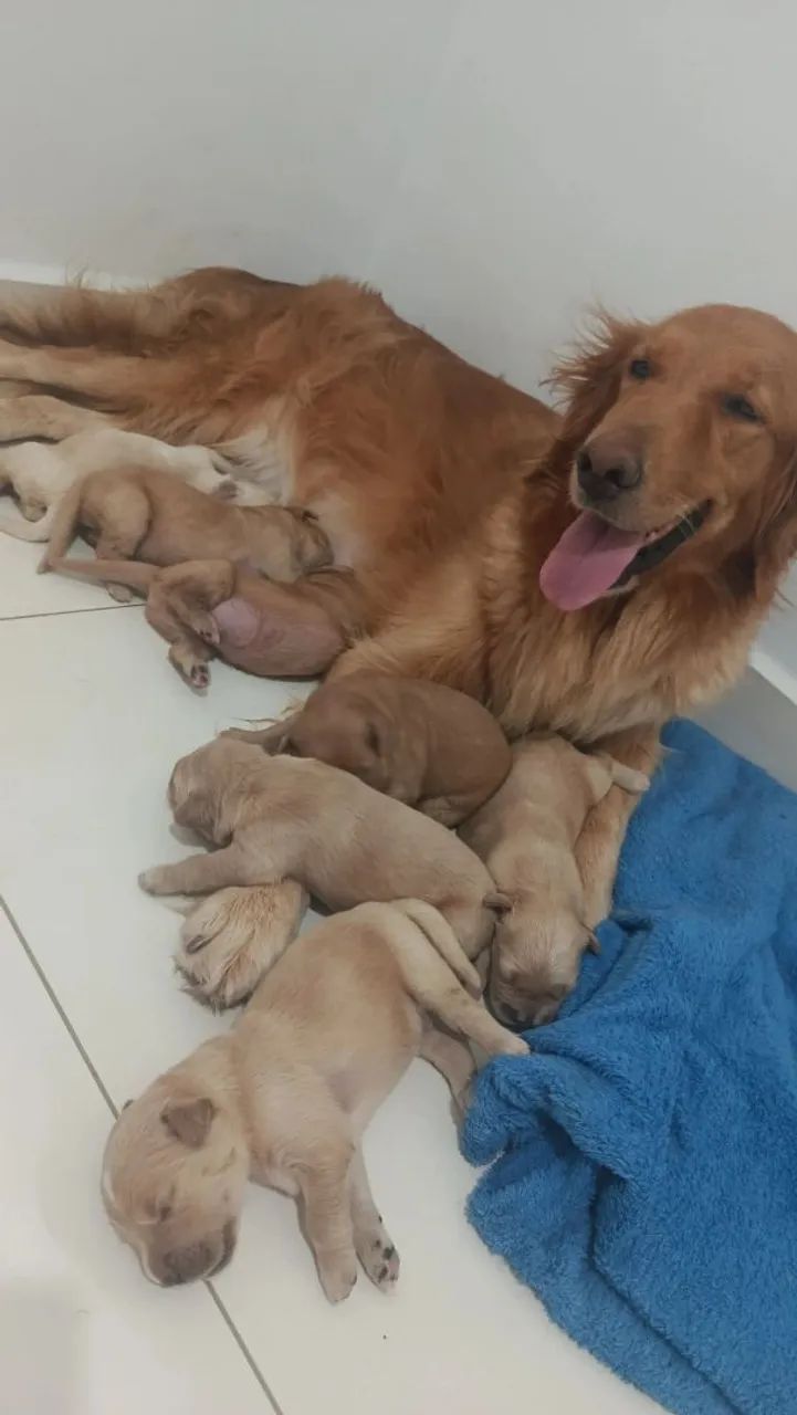 FILHOTES DE GOLDEN RETRIVER.