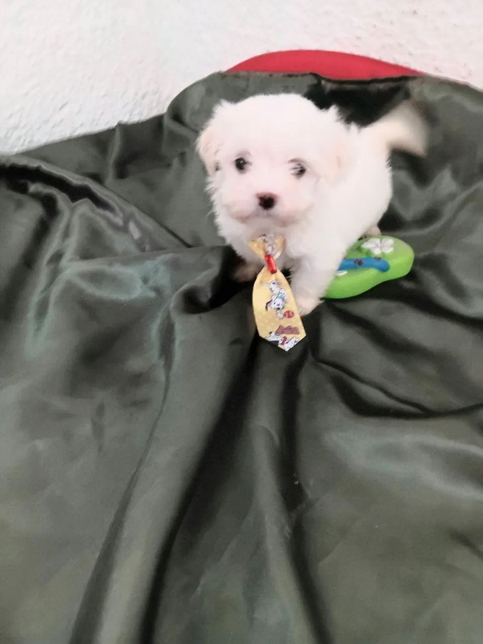 Maltês macho micro com pedigree 