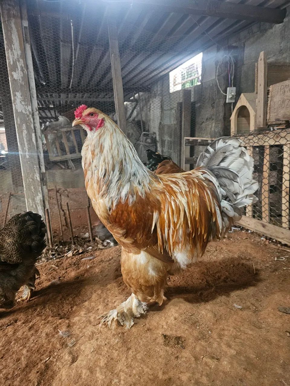 Casal Brahma Lemon  - Foto 5