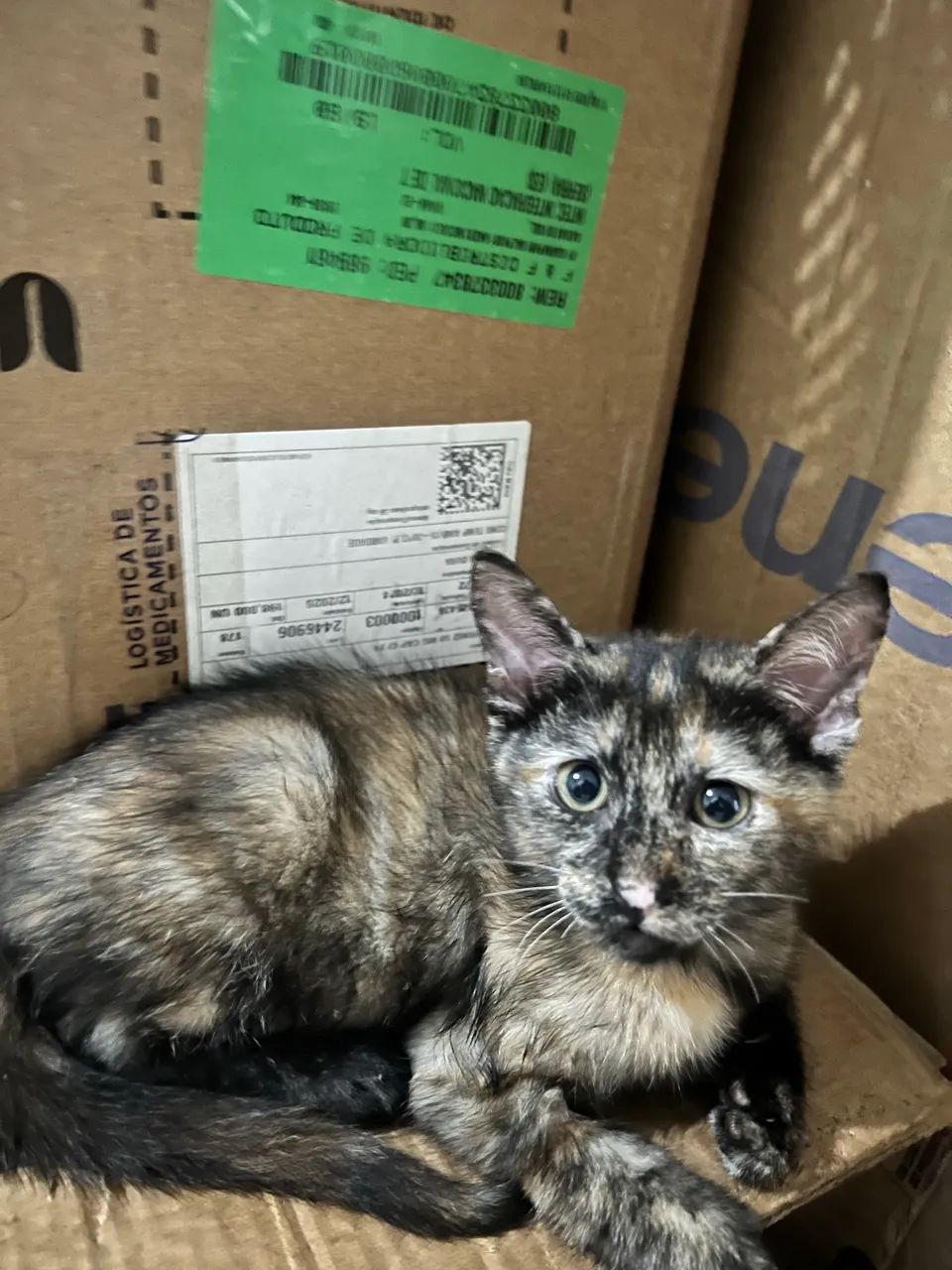 Gatinhos para adoção  - Foto 4