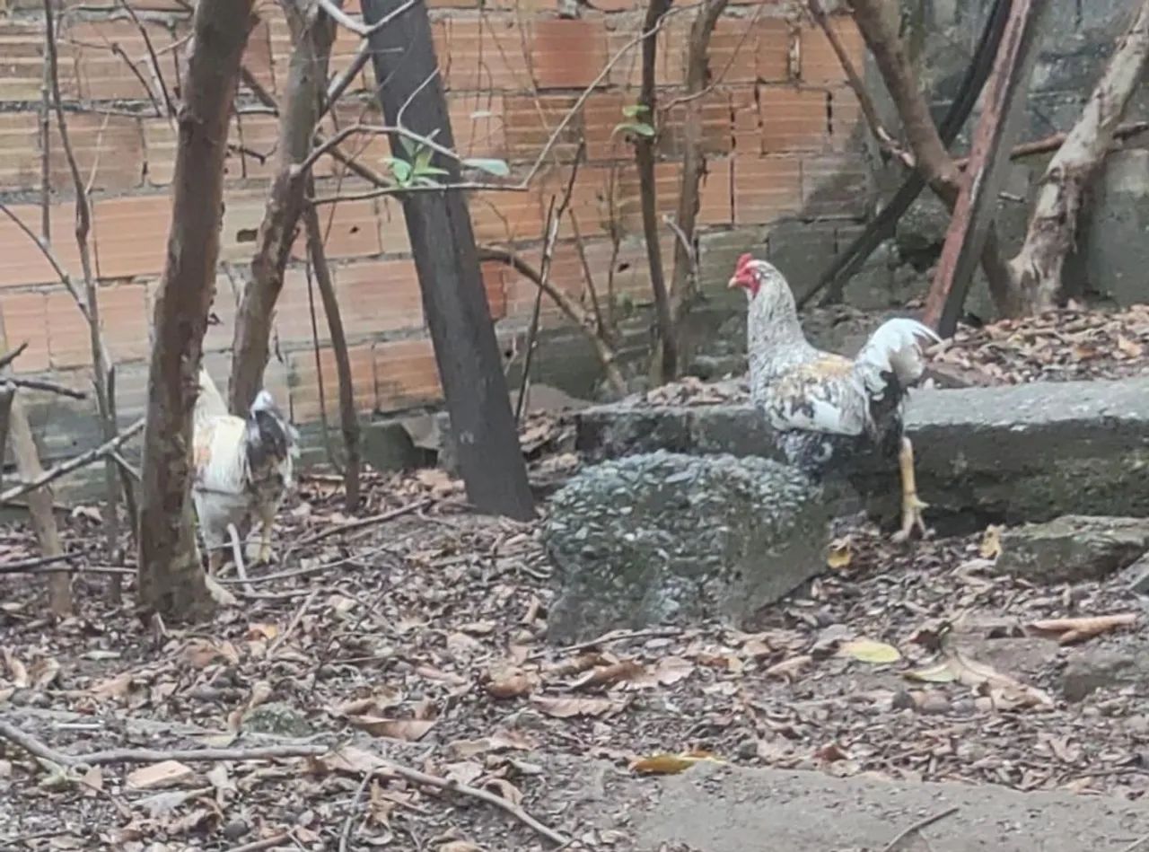 Galos lindos - Foto 4