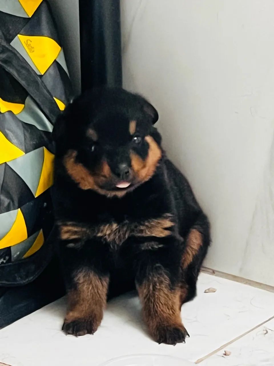 Filhote de Rottweiler  - Foto 2