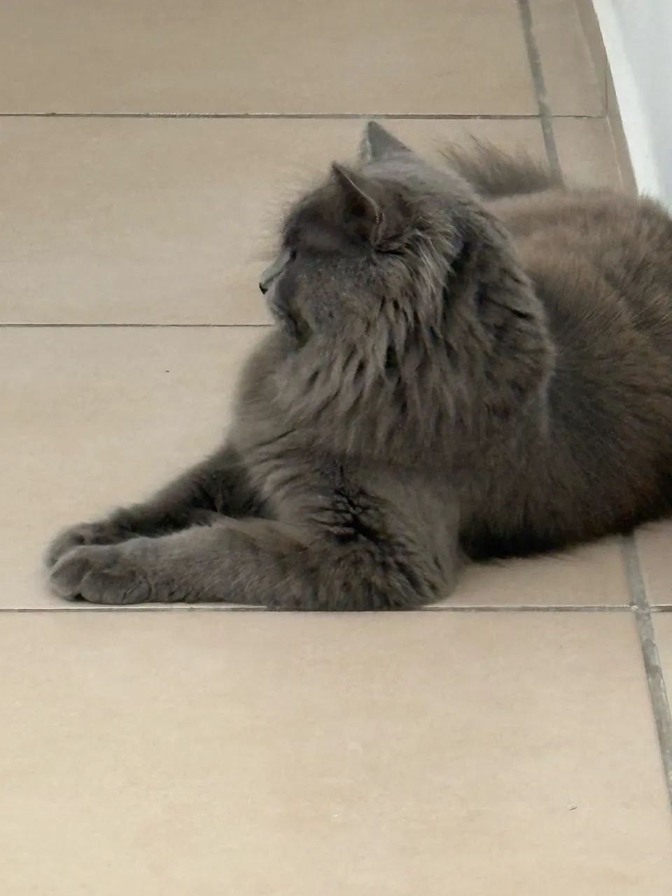 Adoção de gatinho  - Foto 4