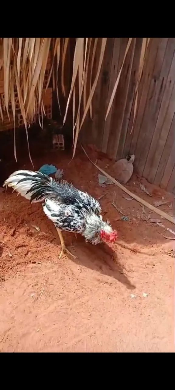 Genética ponto 40 - Foto 3