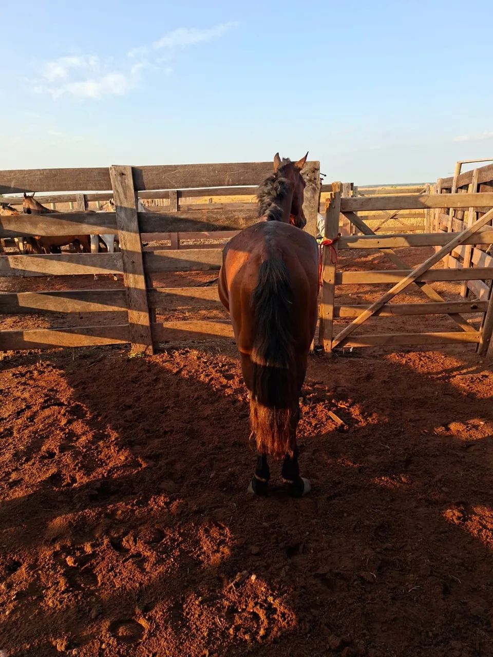 Vendo cavalo manso  - Foto 5