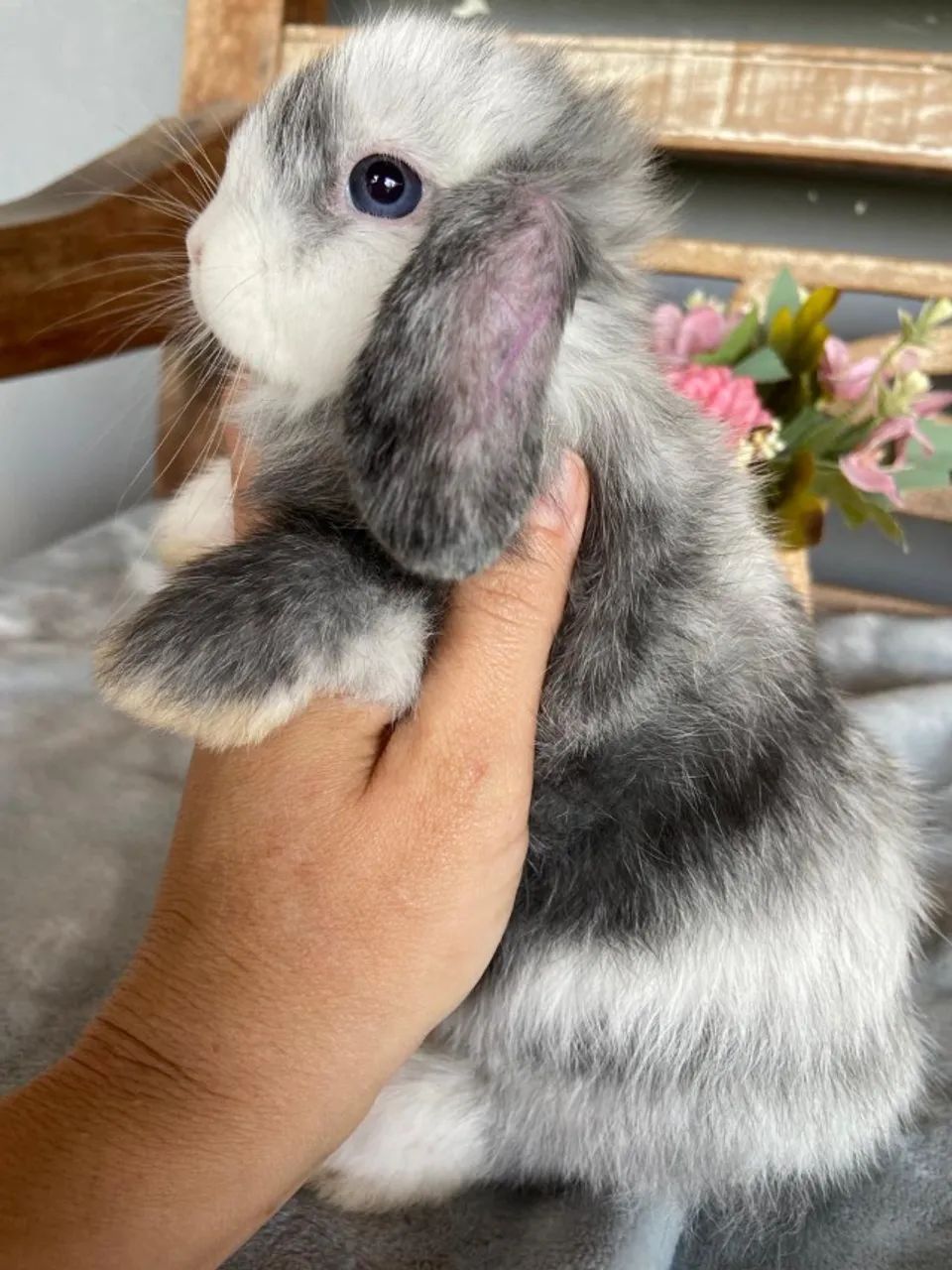 coelho mini lop uruguaio - Foto 2