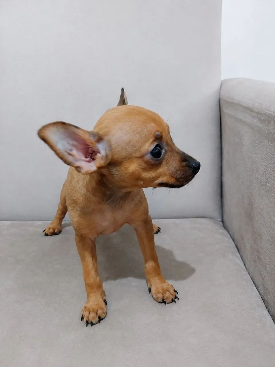 Pinscher filhotes - Foto 2