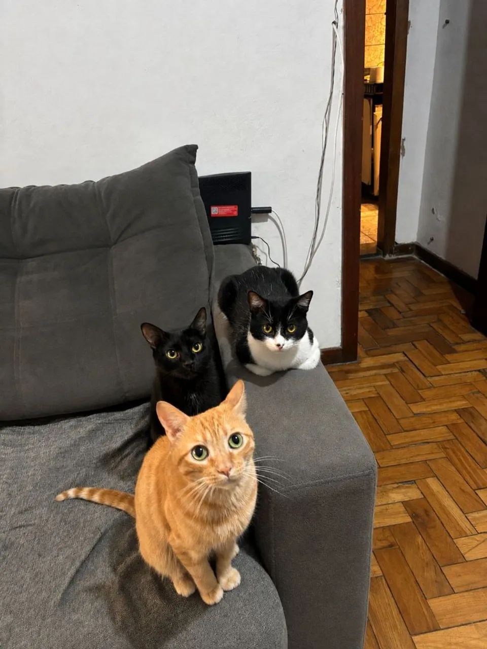 Gatos para doação 