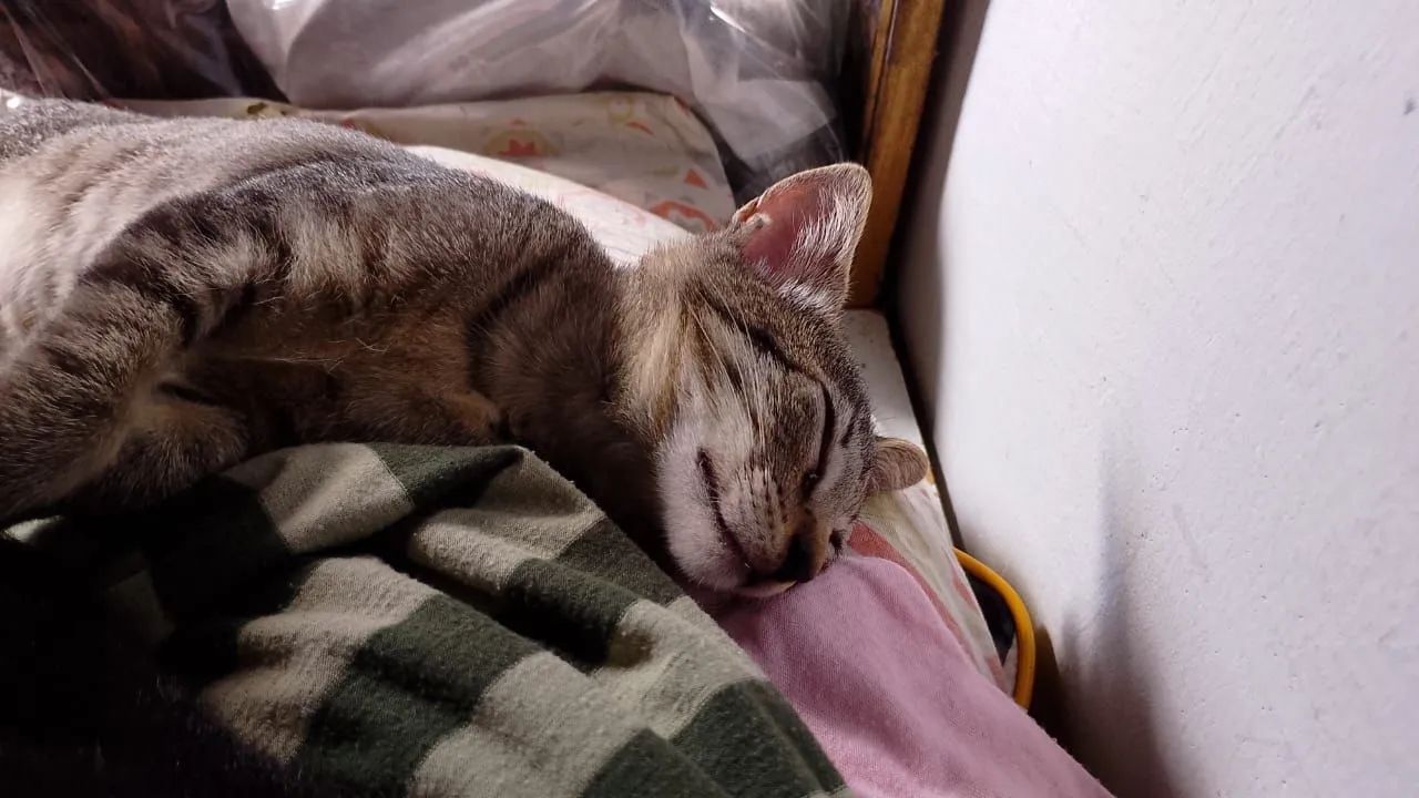 Gatinha tigrada linda e amável 