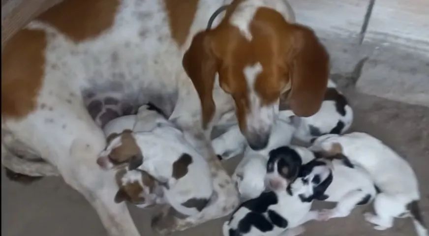 PERDIGUEIRO X LABRADOR   - Foto 2
