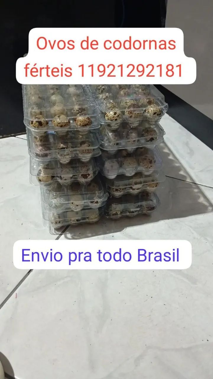 Ovos de codorna f érteis  - Foto 2