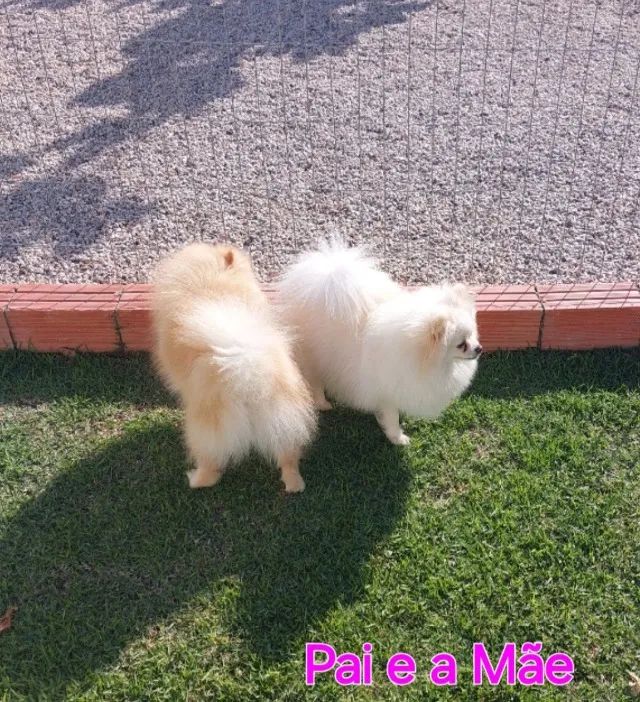 Filhotes de Spitz alemão  - Foto 3