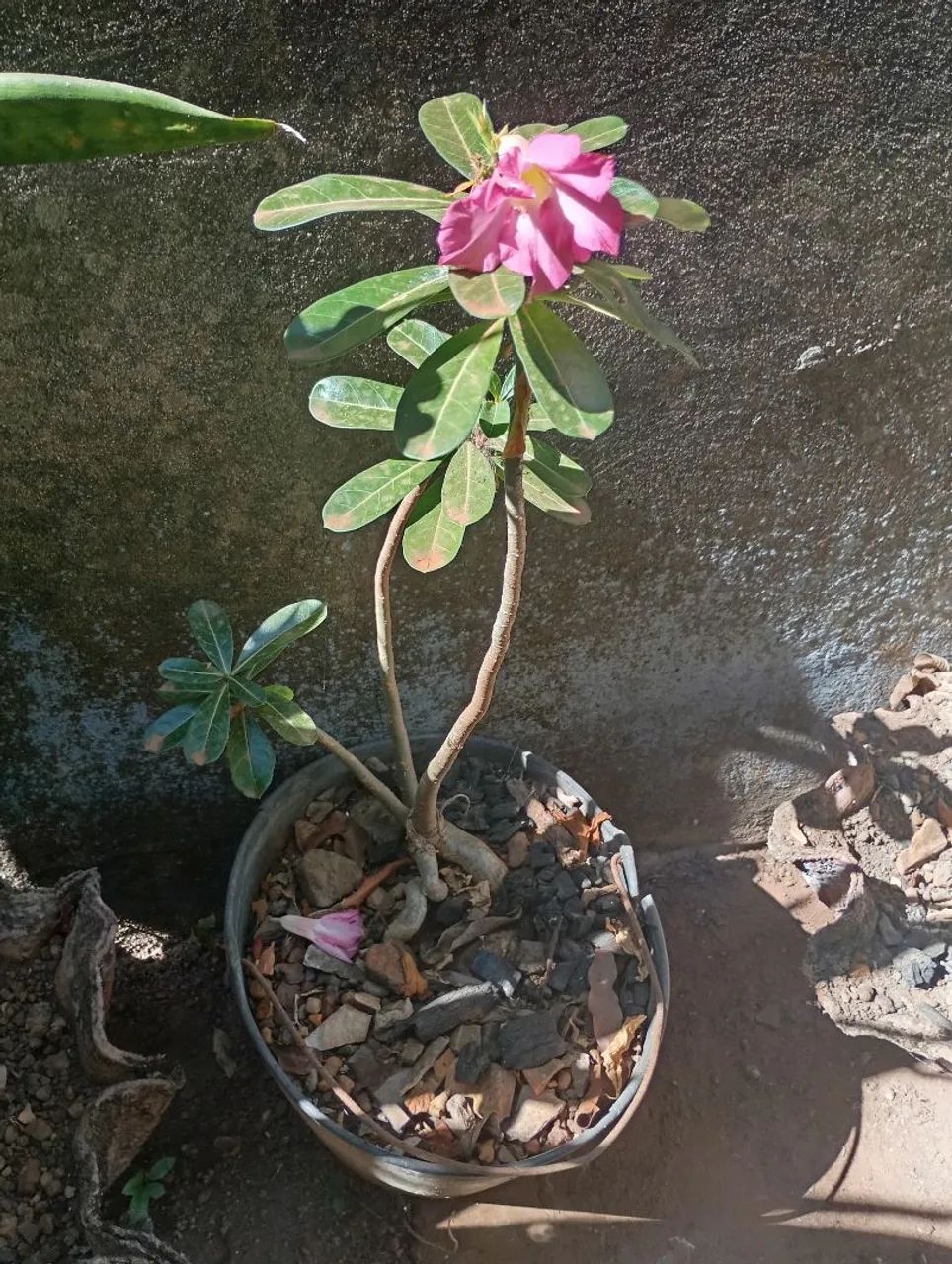 Rosa-do-Deserto
