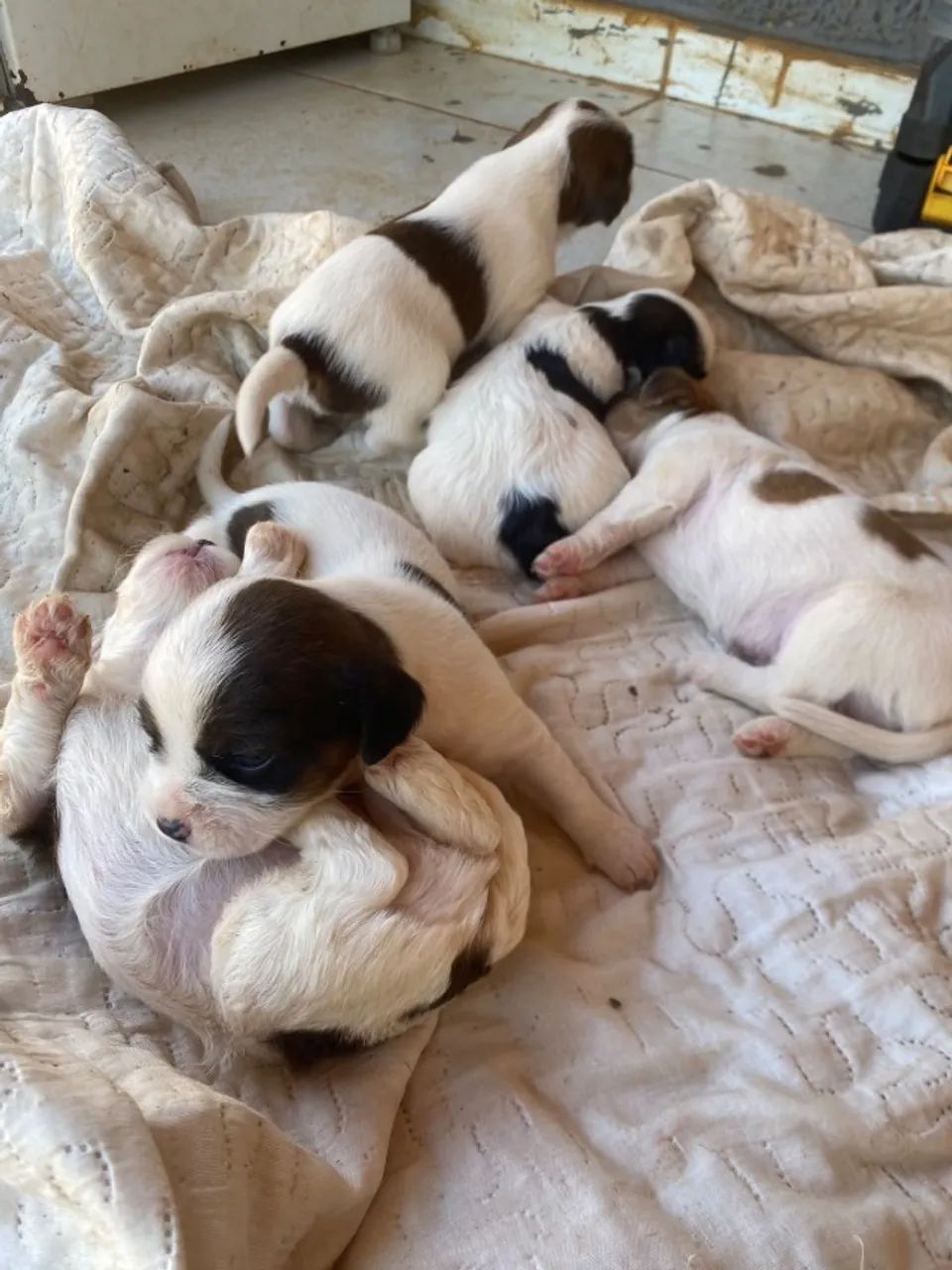 Ninhada Shih Tzu