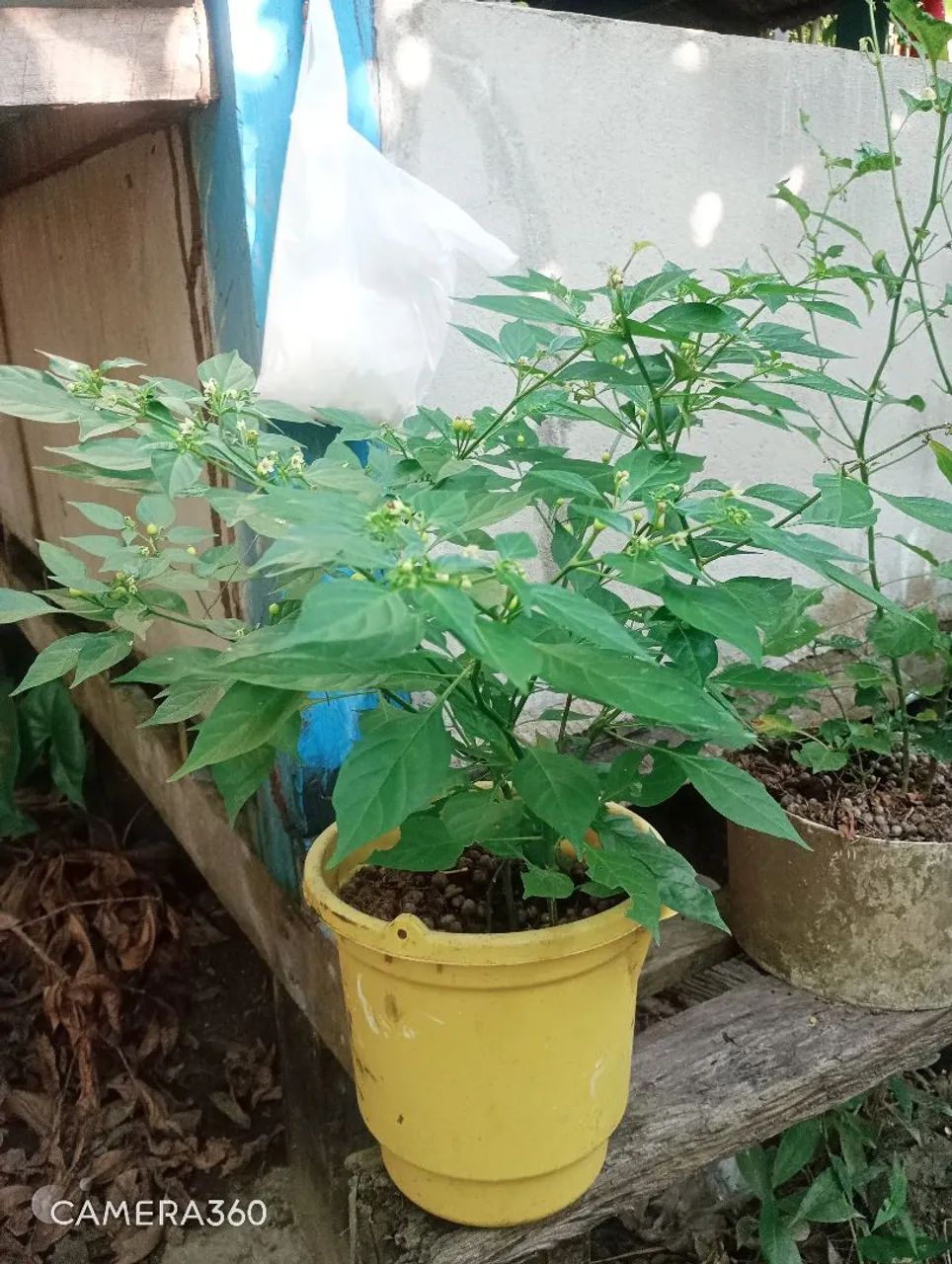 Pimenta chumbinho  - Foto 2