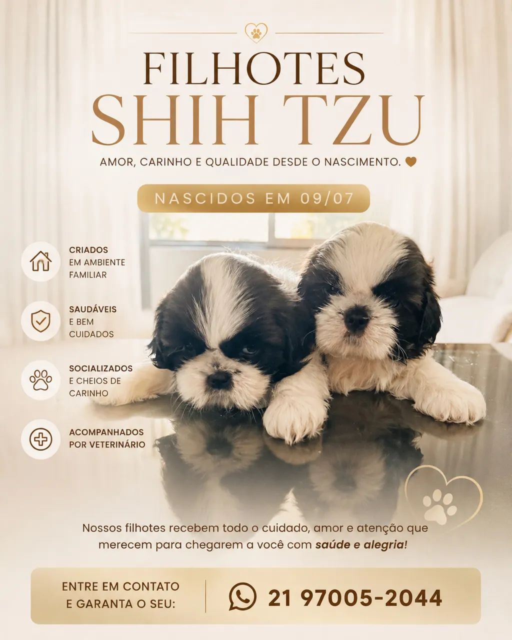 Shitszu 