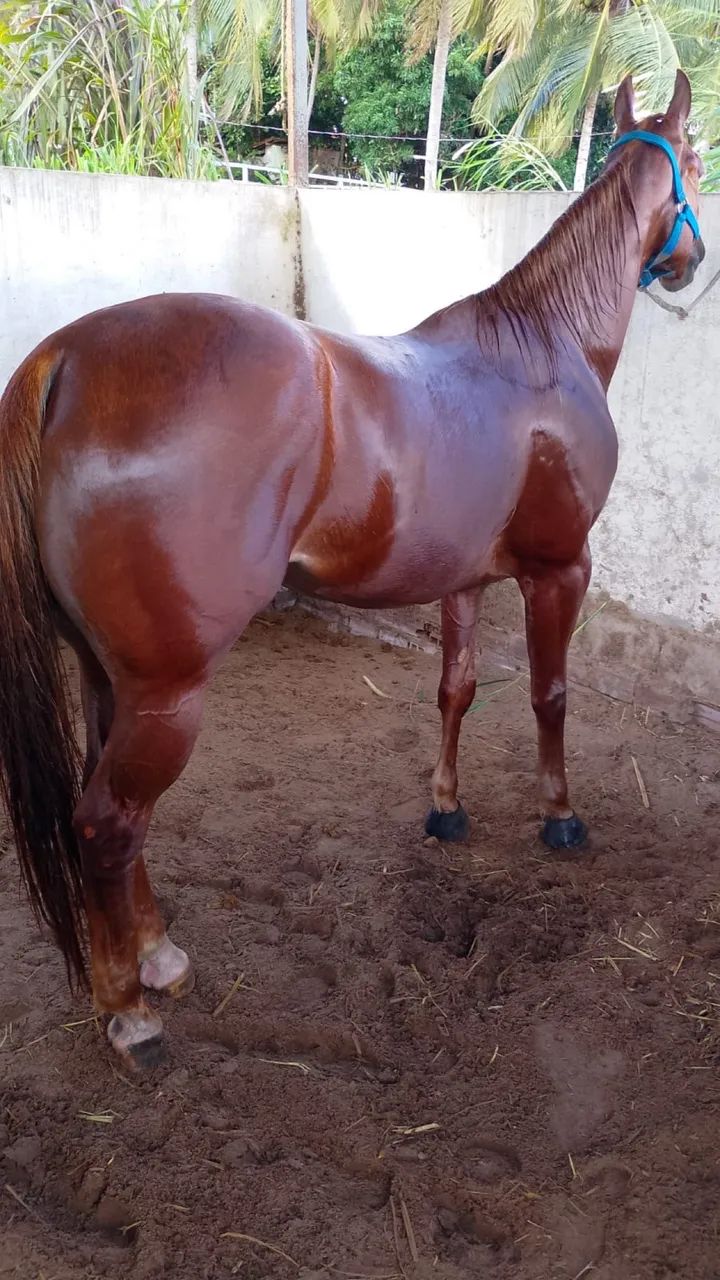 Cavalo 