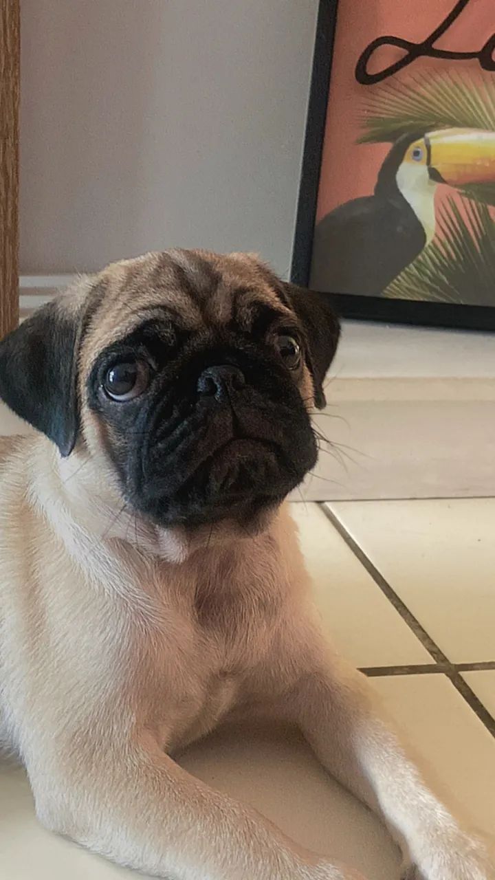 Pug