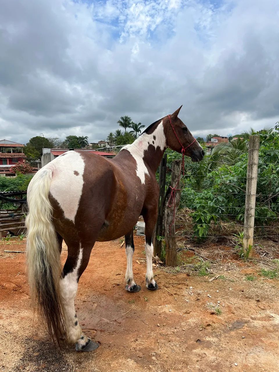 Égua  - Foto 2