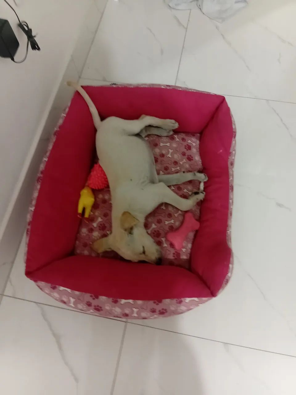 Adoção responsável  - Foto 3
