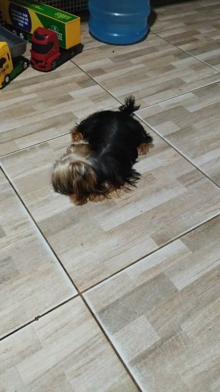 Yorkshire micro  Terrier  - Foto 3