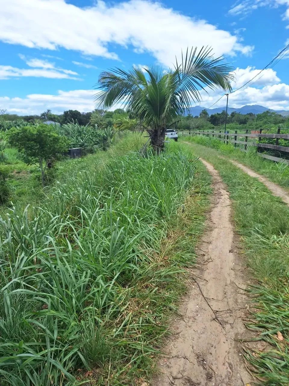 Imóvel para venda possui 2500 metros quadrados em Campo Lindo - Seropédica - RJ - Foto 9