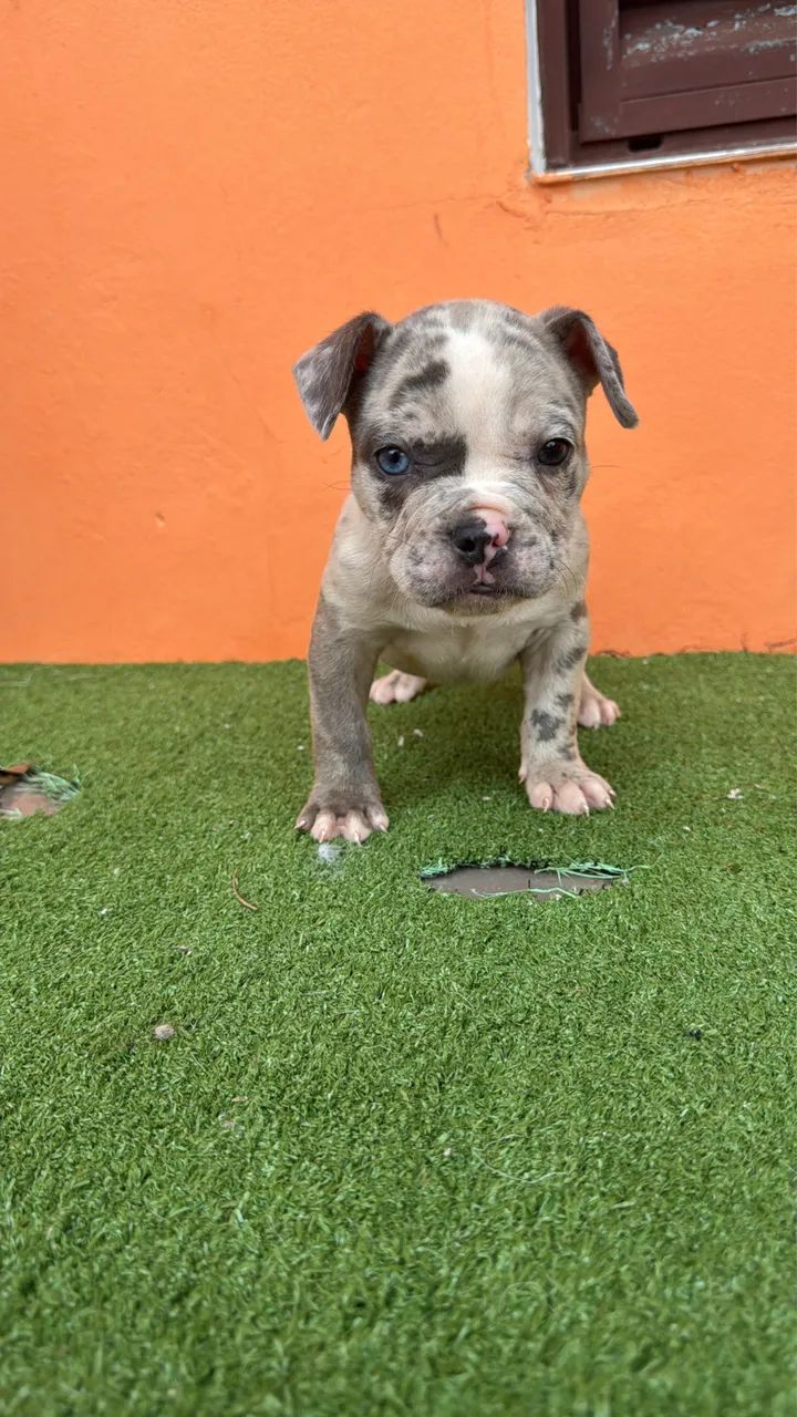 American Bully  - Foto 4