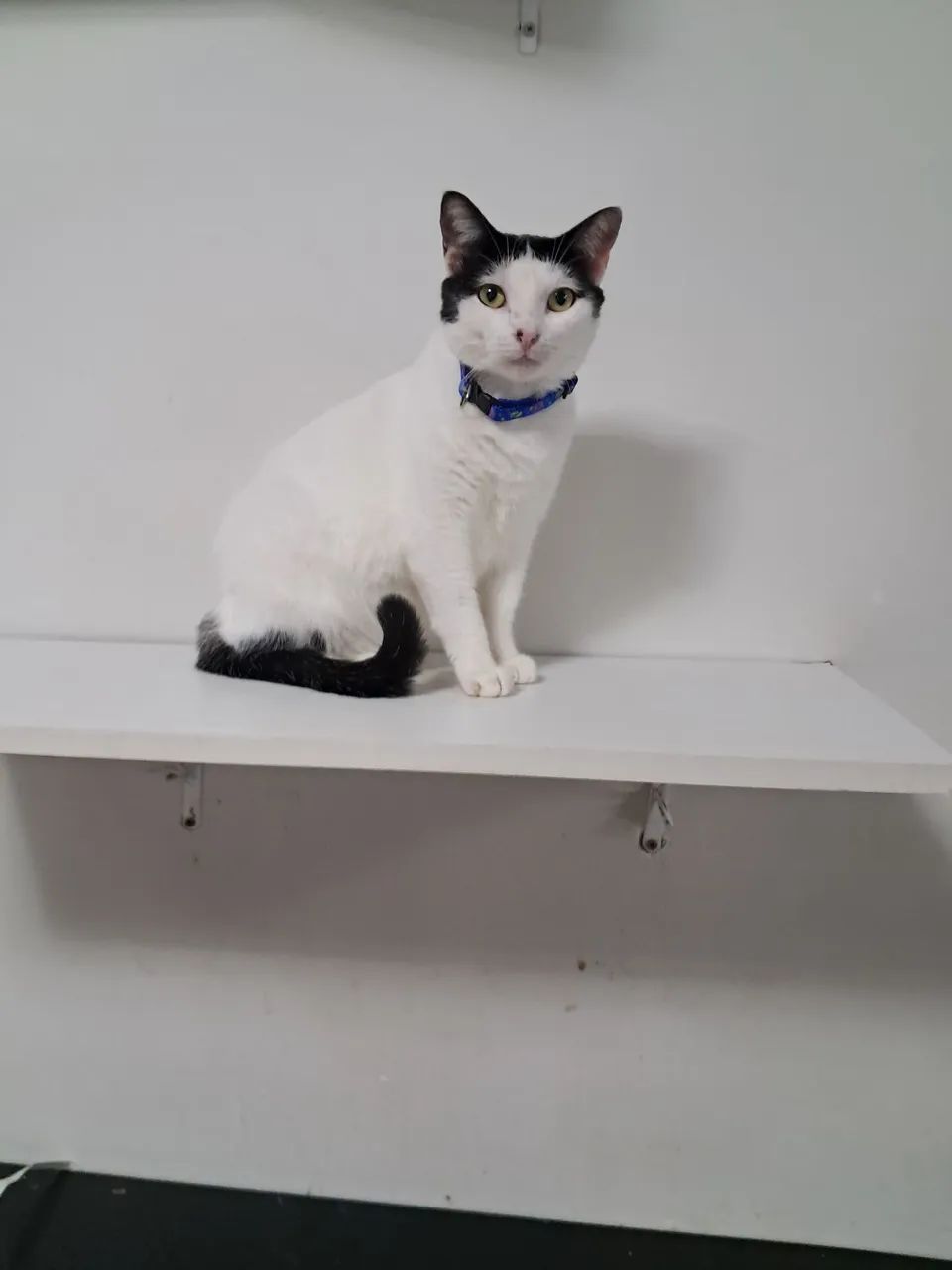 Linda gatinha para adoção  - Foto 4