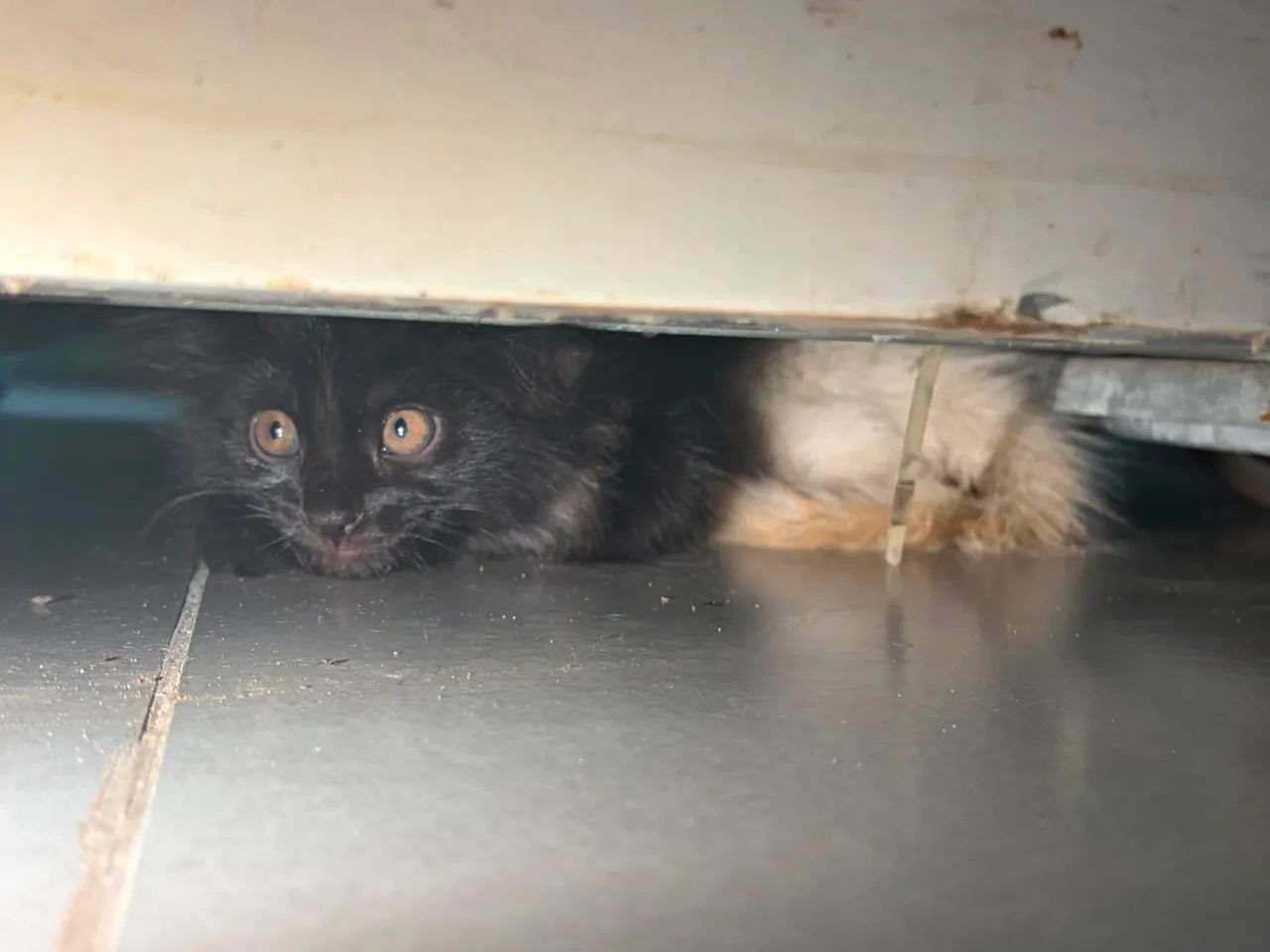 Gatinhos  - Foto 2