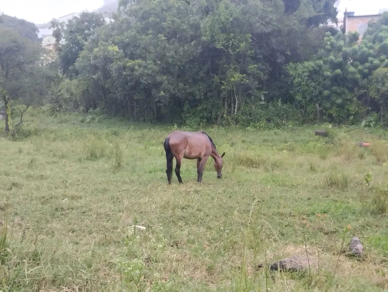 Vendo égua manga larga  - Foto 2