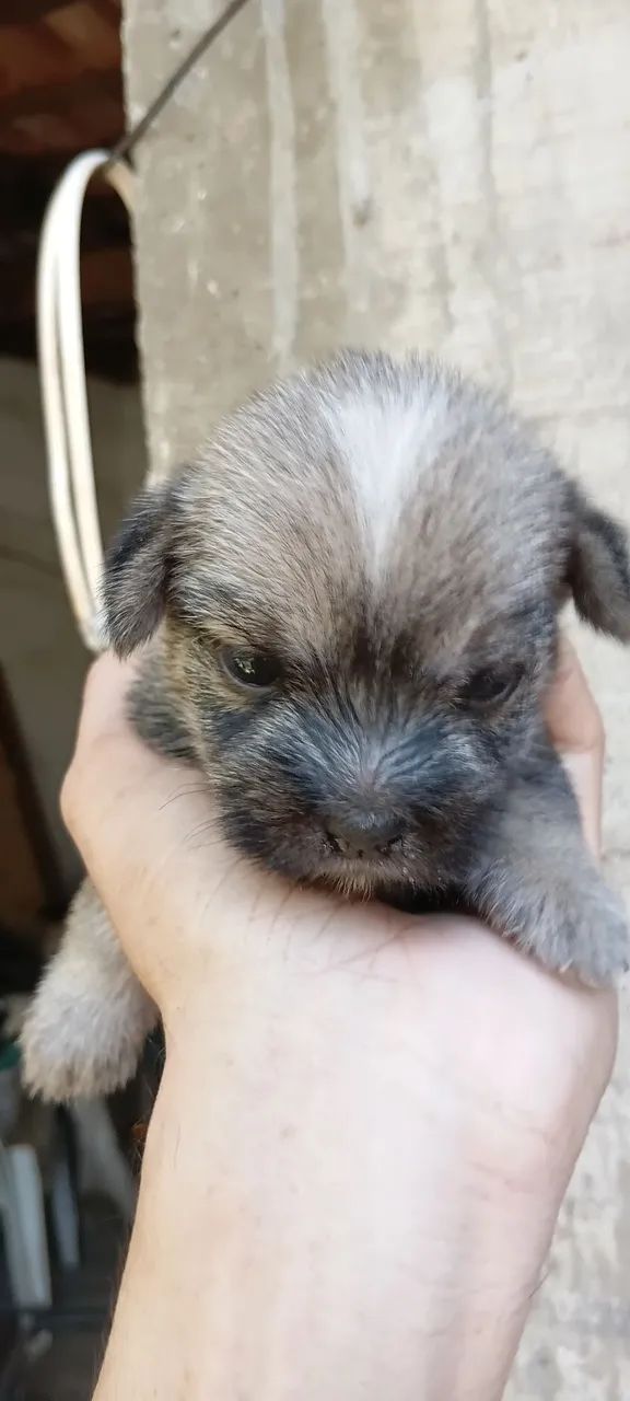 LINDOS FILHOTES DE SHIHTZU - Foto 2