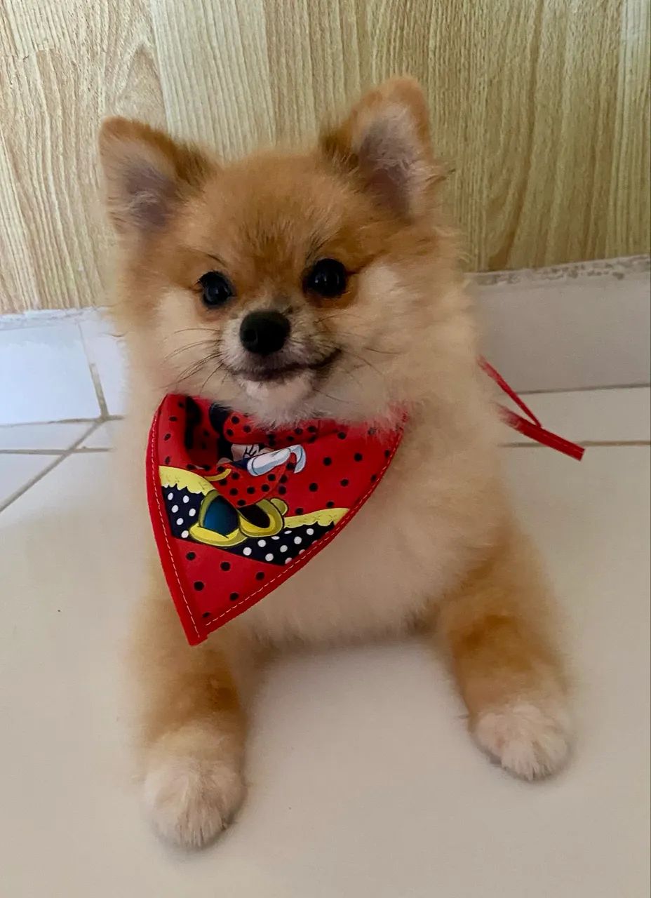 Spitz alemão fêmea 