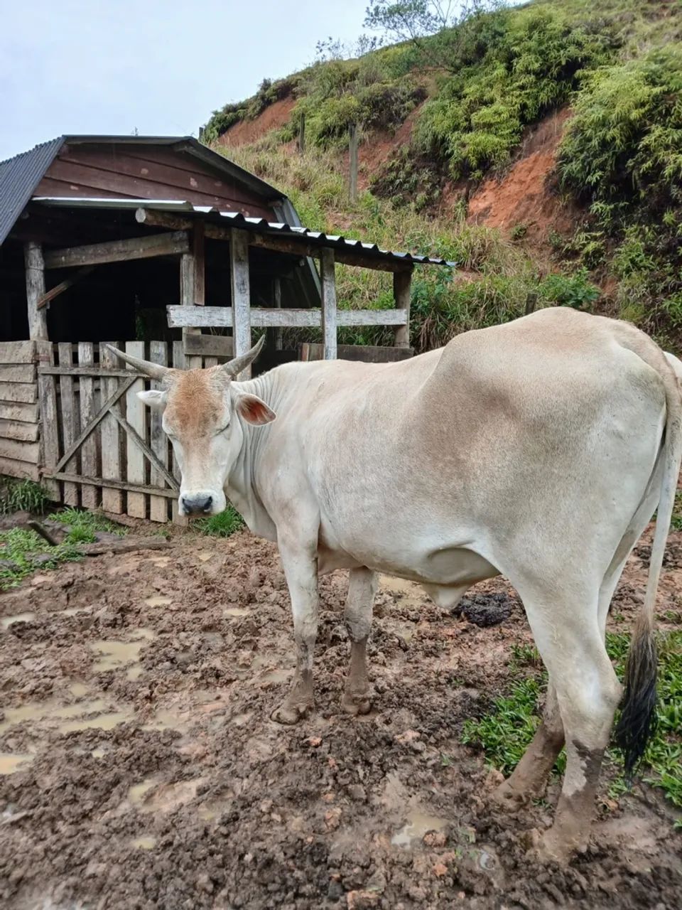 Vaca com cria  - Foto 2