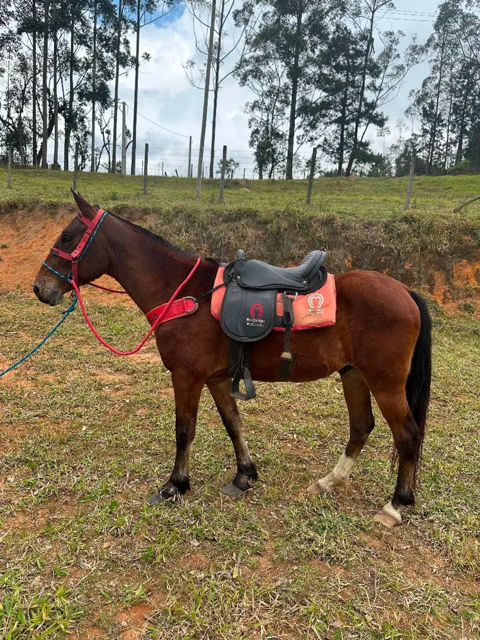 Cavalo manso e selado - Foto 4