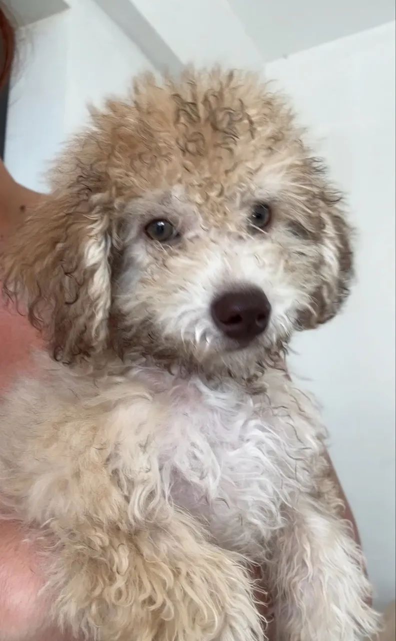 Filhote poodle  - Foto 2