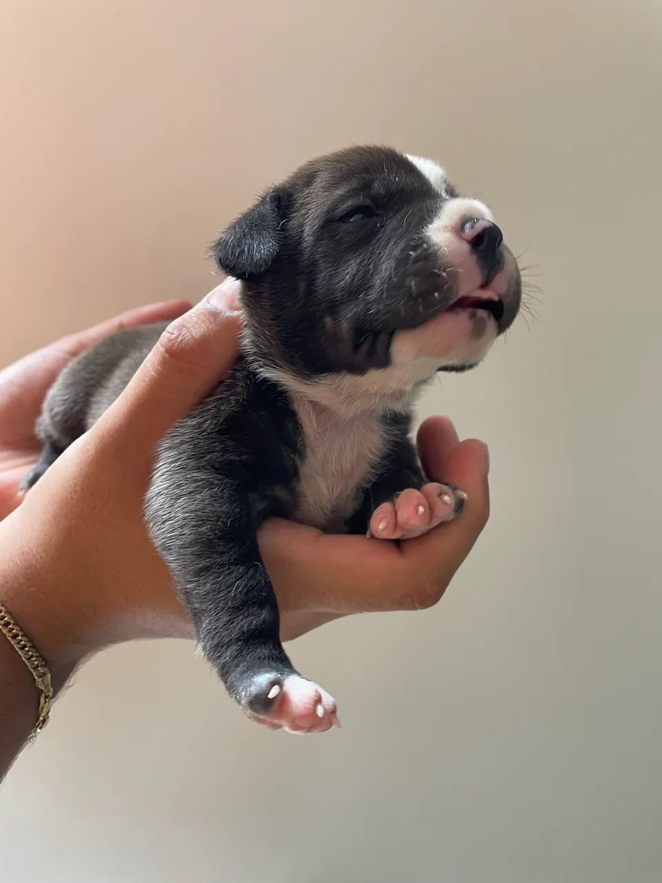 American amstaff  - Foto 5