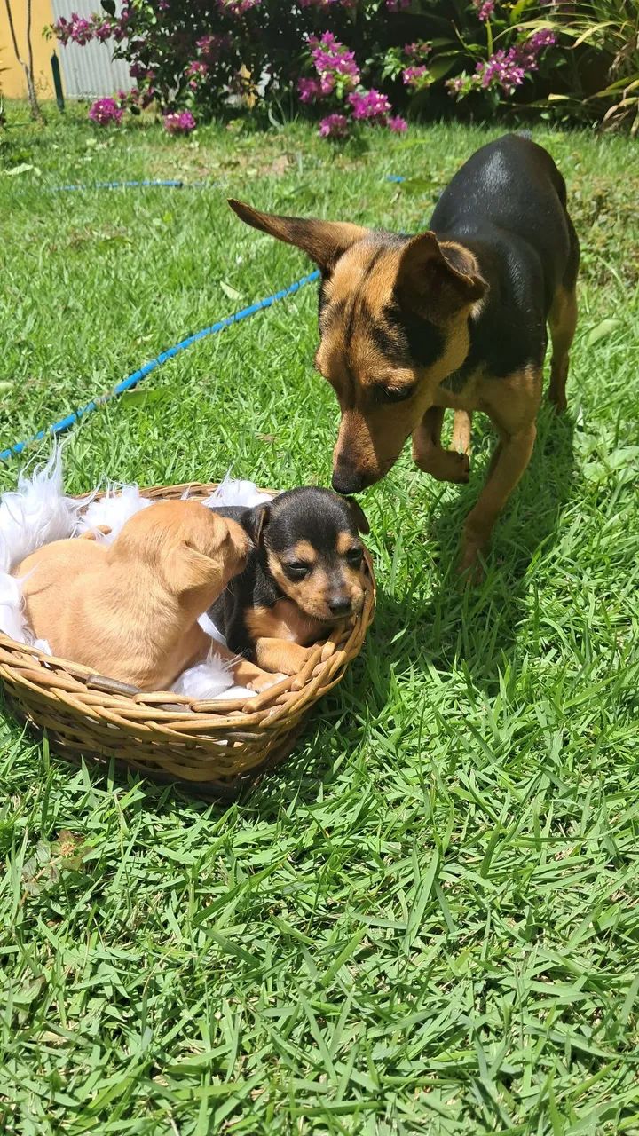 Pinscher  - Foto 2