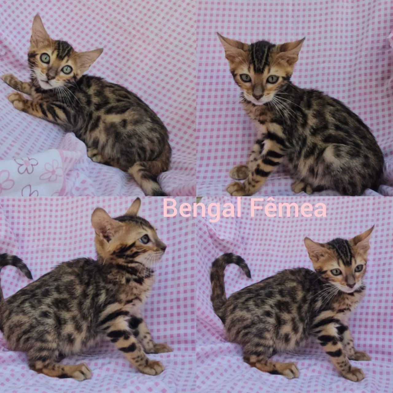 Bengal de Rosetas e Marble Filhotes - Gatil BSB Cat - Foto 5