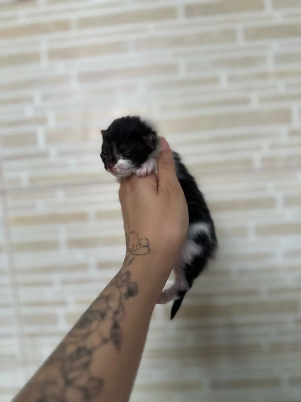 Gato para doação  - Foto 3
