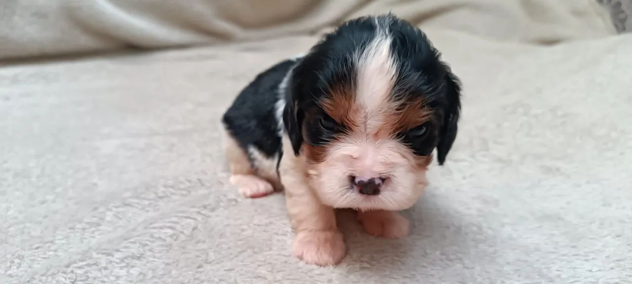 ? CAVALIER KING CHARLES - MACHO E FÊMEA ? - Foto 2