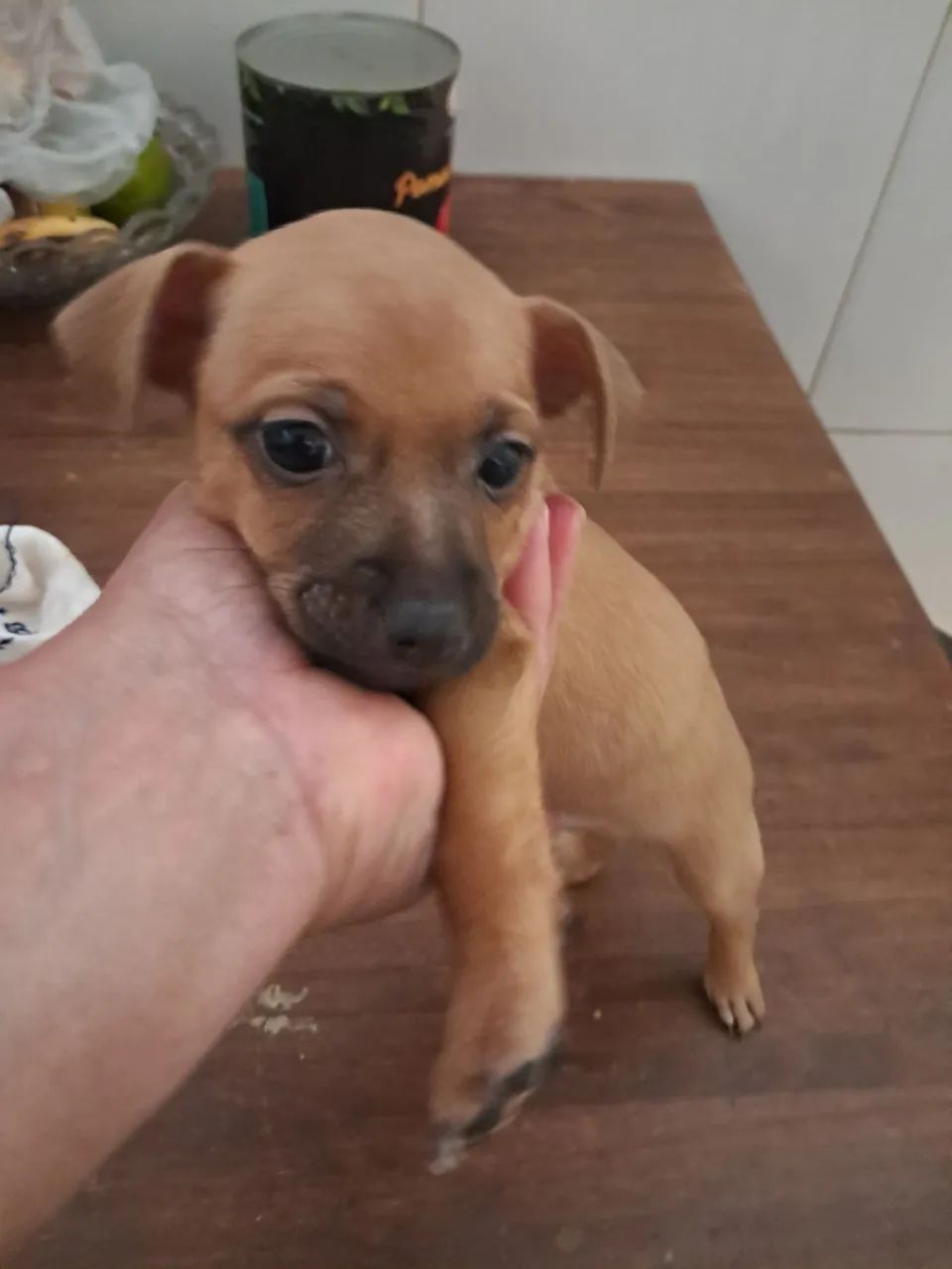 Vender pinscher - Foto 5
