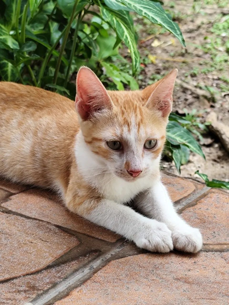 Doação de gato Rio de Janeiro 