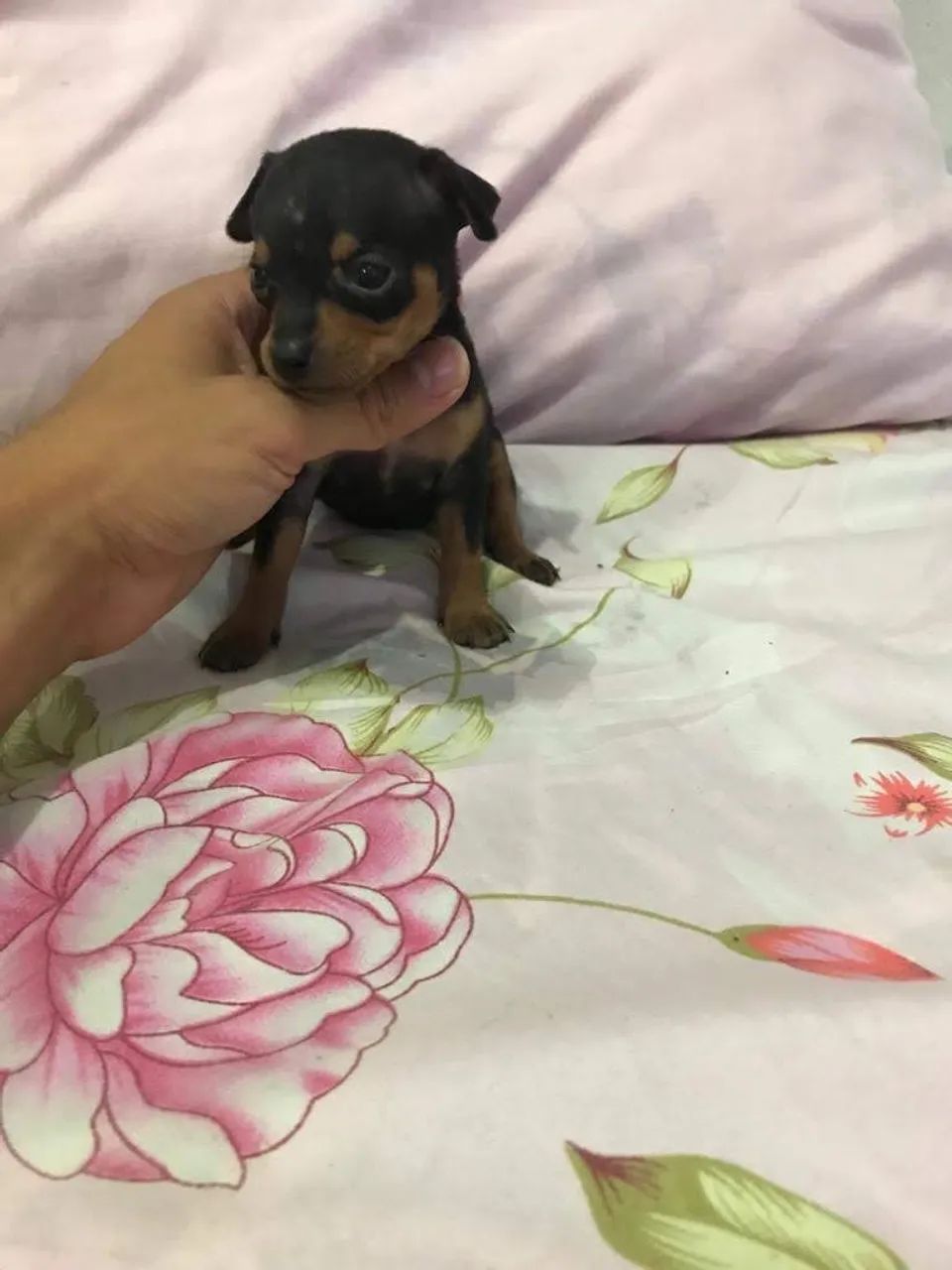 Pinscher miniatura - TAM 0 