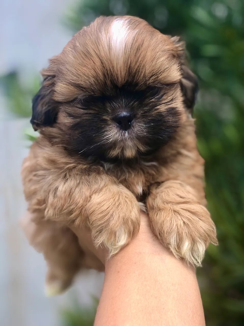 Shihtzu mini! - Foto 2