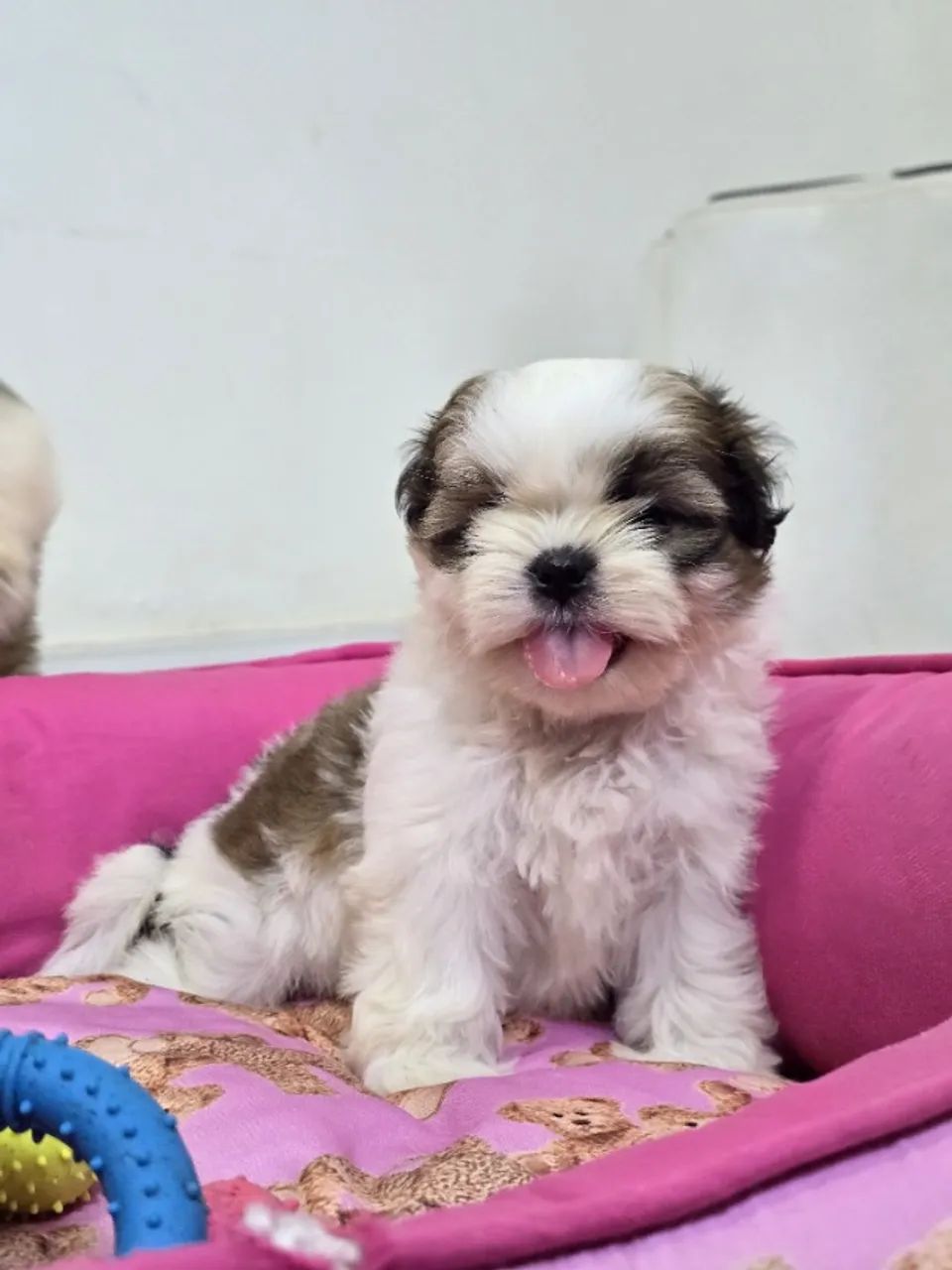 SHIH TZU MACHO