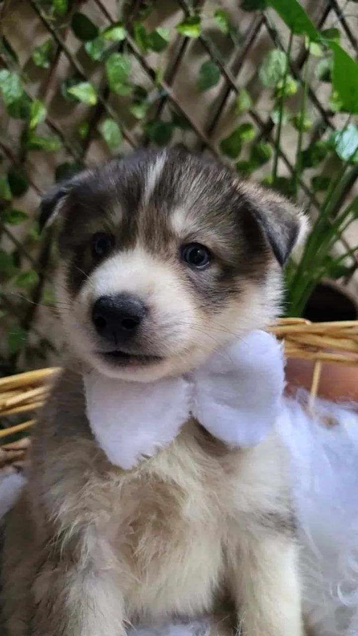 Husky Siberiano reservas - Foto 2